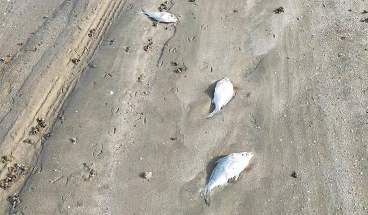 Ministry investigates fish deaths in Khor Al Adaid